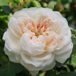 Rose 'Glamis Castle'